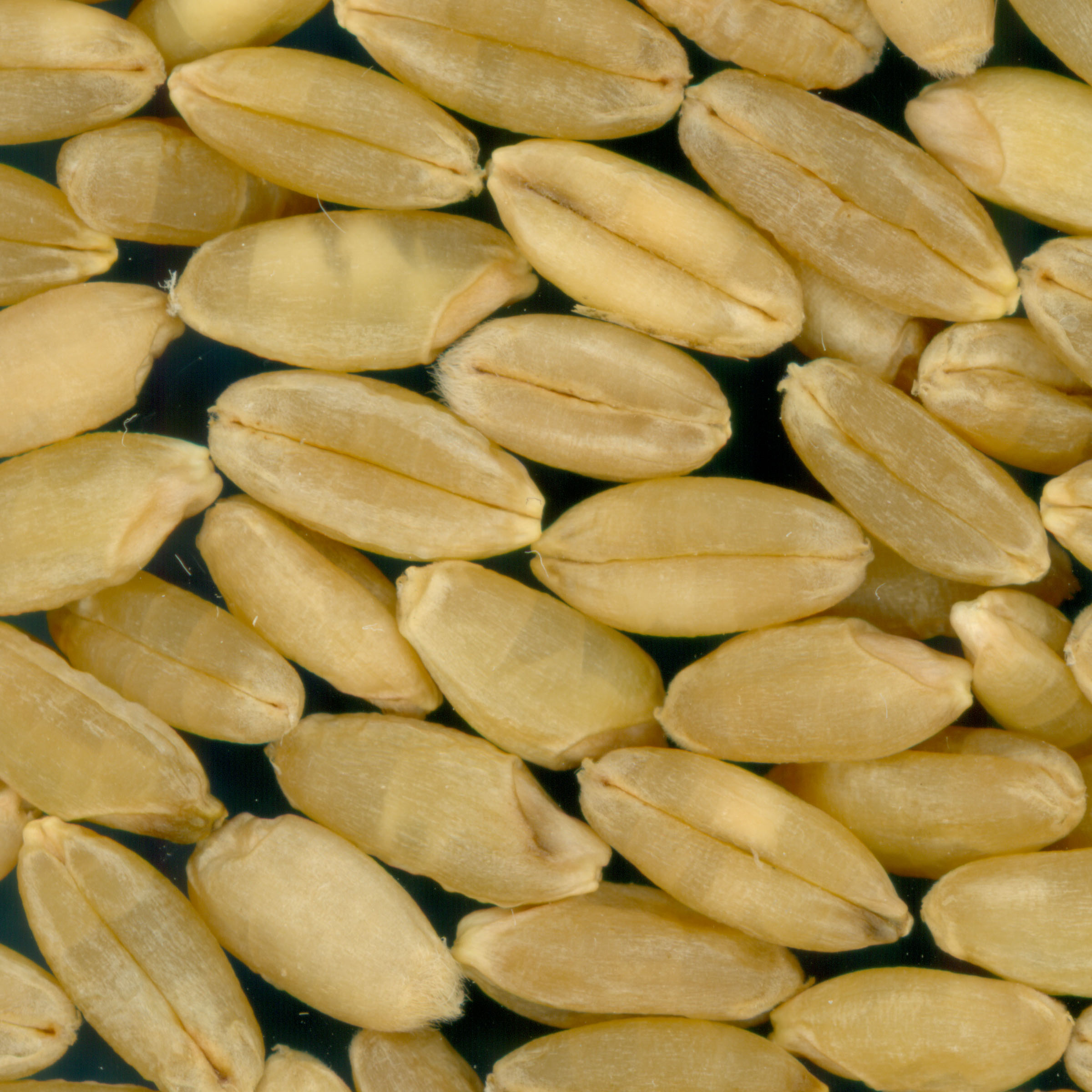 KERNELS
